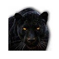 黑豹vp(永久免费)加速器 v1.0.4 官方版